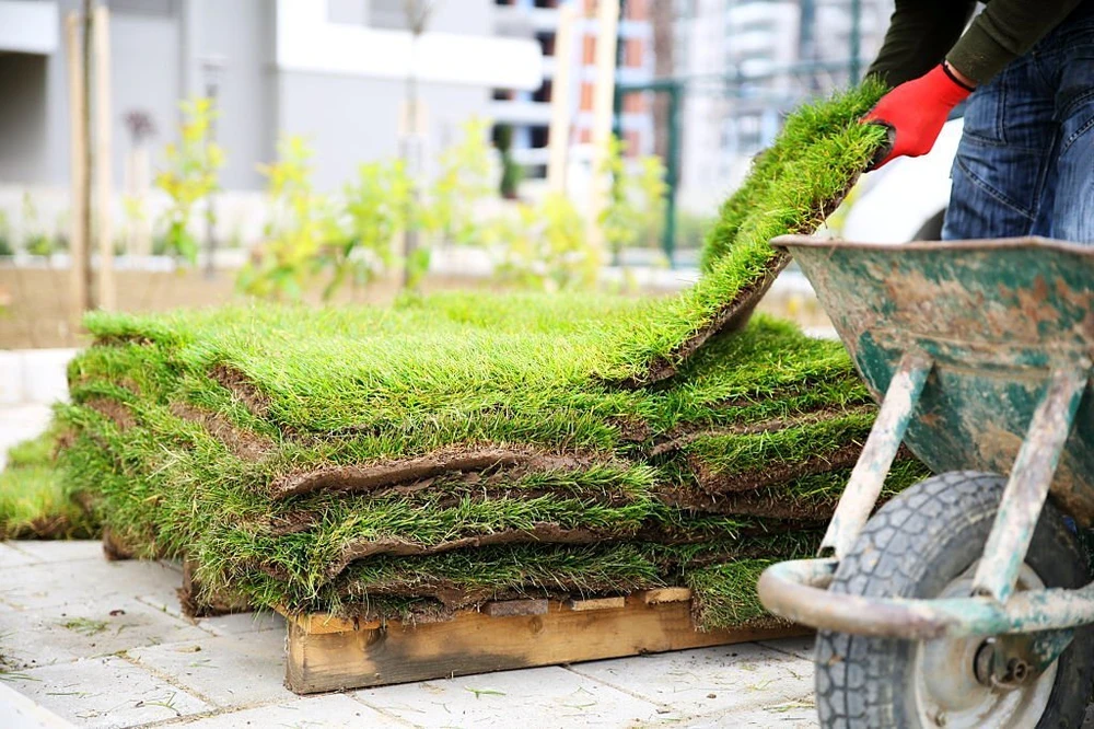 Fresh sod grass stacked on pallets as a landscaper prepares lawn installation at a residential property in Cedar Park TX.