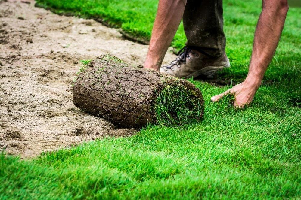 Landscaper installing fresh sod grass by hand, rolling turf into place for a new lawn in a residential yard in Round Rock TX.