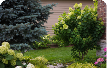 adams landscaping thumbnail - Adam's Lawn Service Austin
