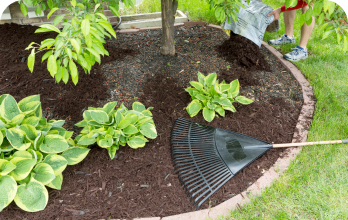adams mulching thumbnail - Adam's Lawn Service Austin