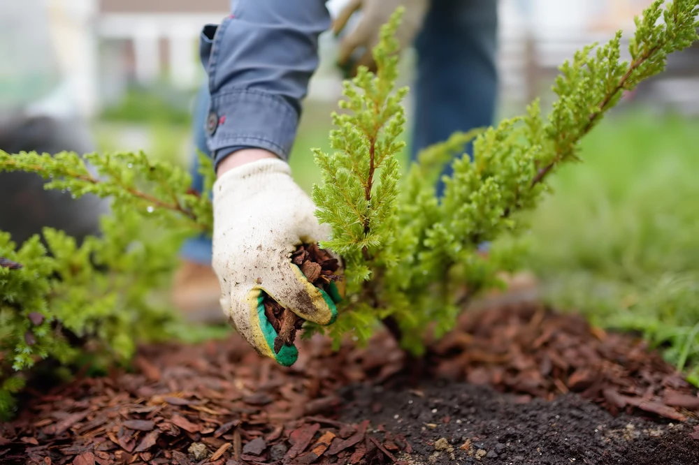 Gardener spreads bark mulch around a small evergreen shrub for a clean protected garden bed.