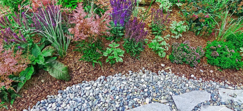 Colorful garden border with bark mulch river rock edging purple blooms grasses and green shrubs.